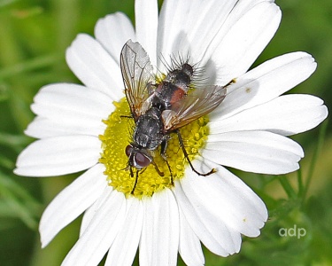 House fly (Musca domestica) Alan Prowse